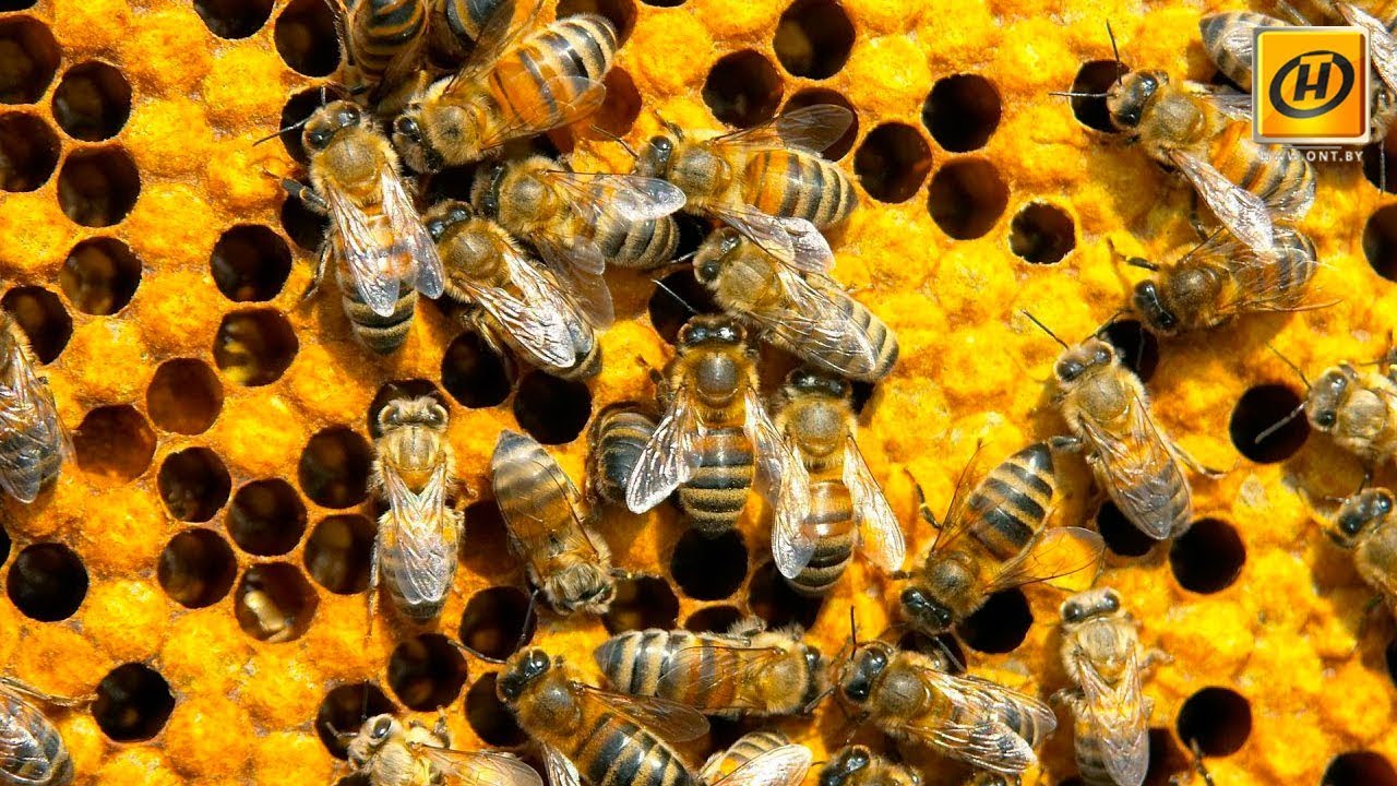 граница, пчелы