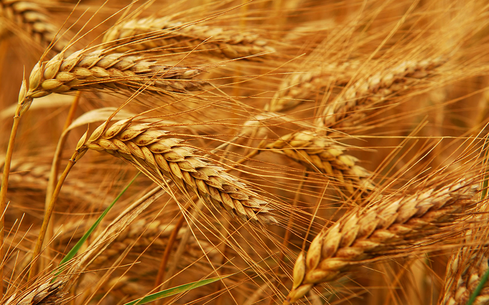 экспорт, пшеница