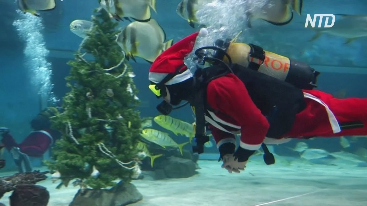 аквариум, Рождество, Будапешт