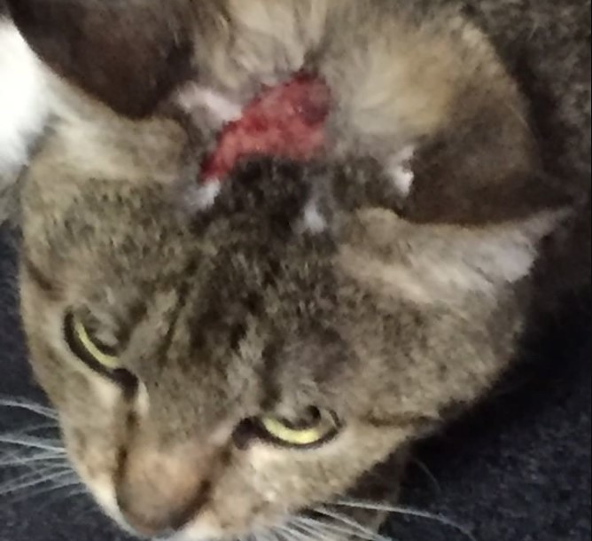 живодер, животные