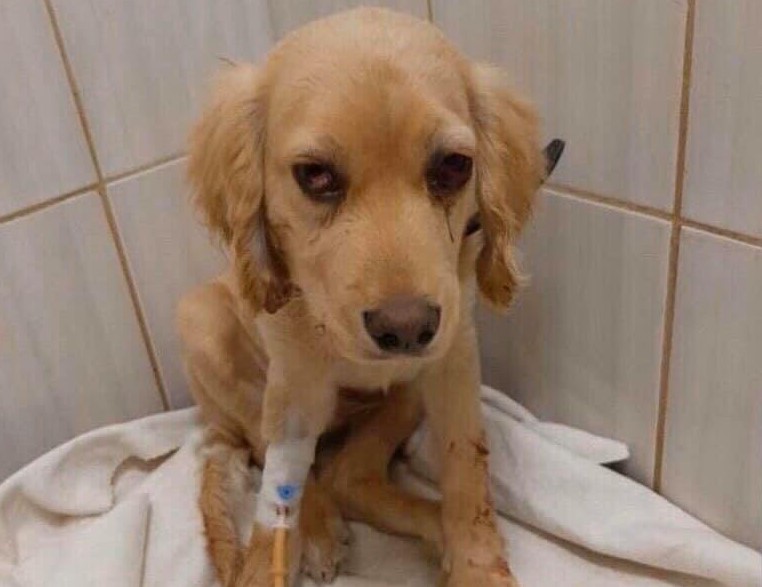 животные, полиция