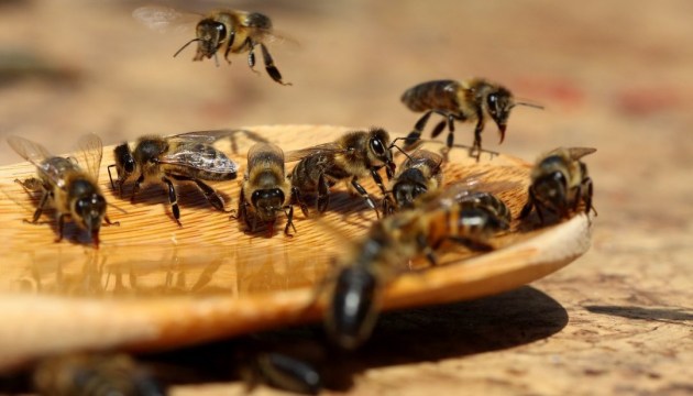 пчелы, хорватия