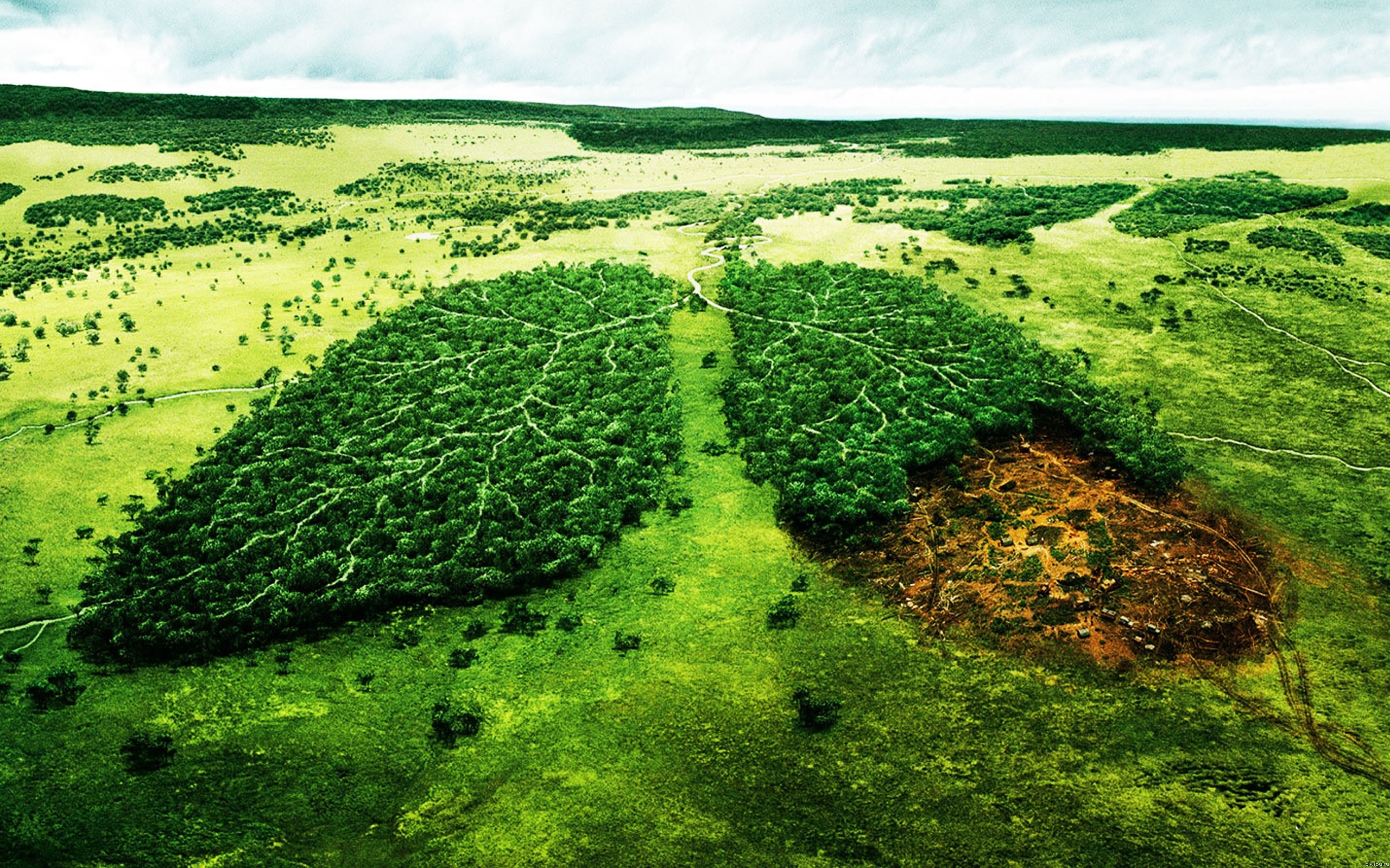 ученые, вырубка лесов