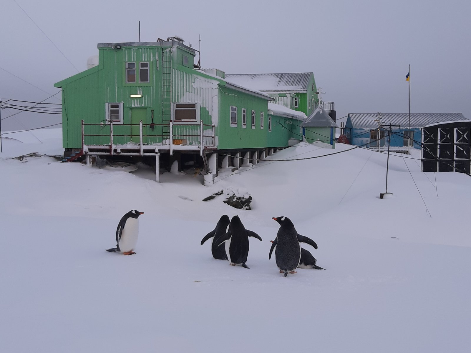 антарктида, пингвины, Академик Вернадский