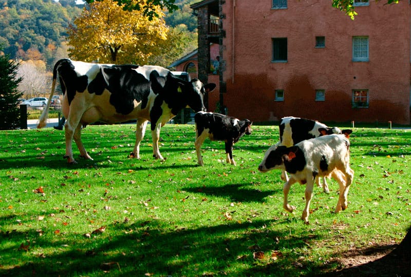 Испания, коровы