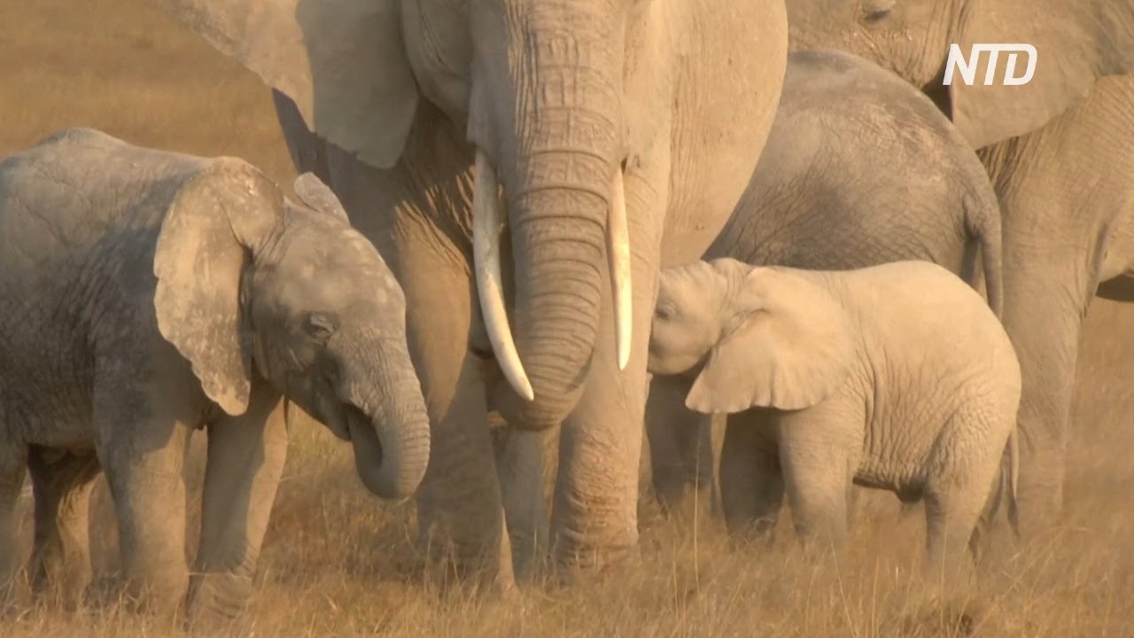 Кения, слоны