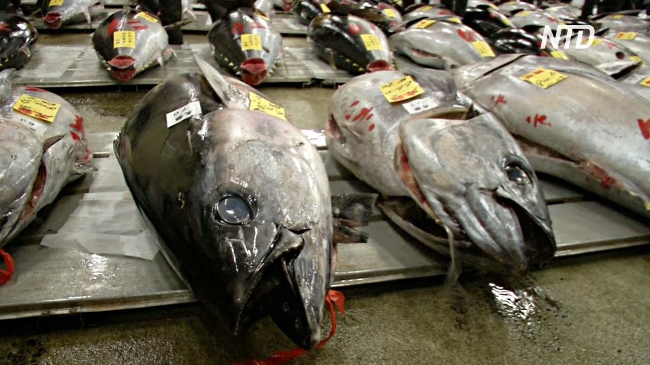 Япония, тунец