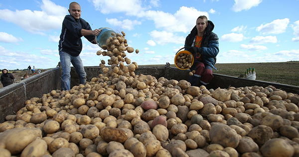 картофель, импорт