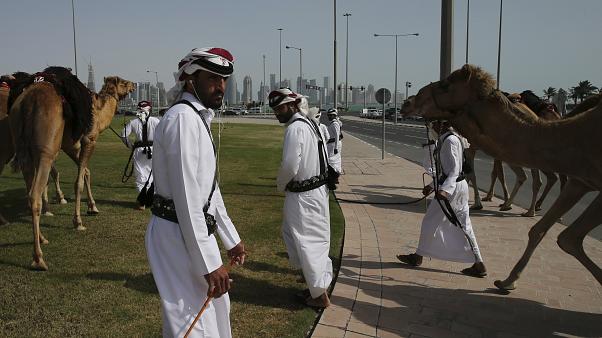 Катар, верблюды