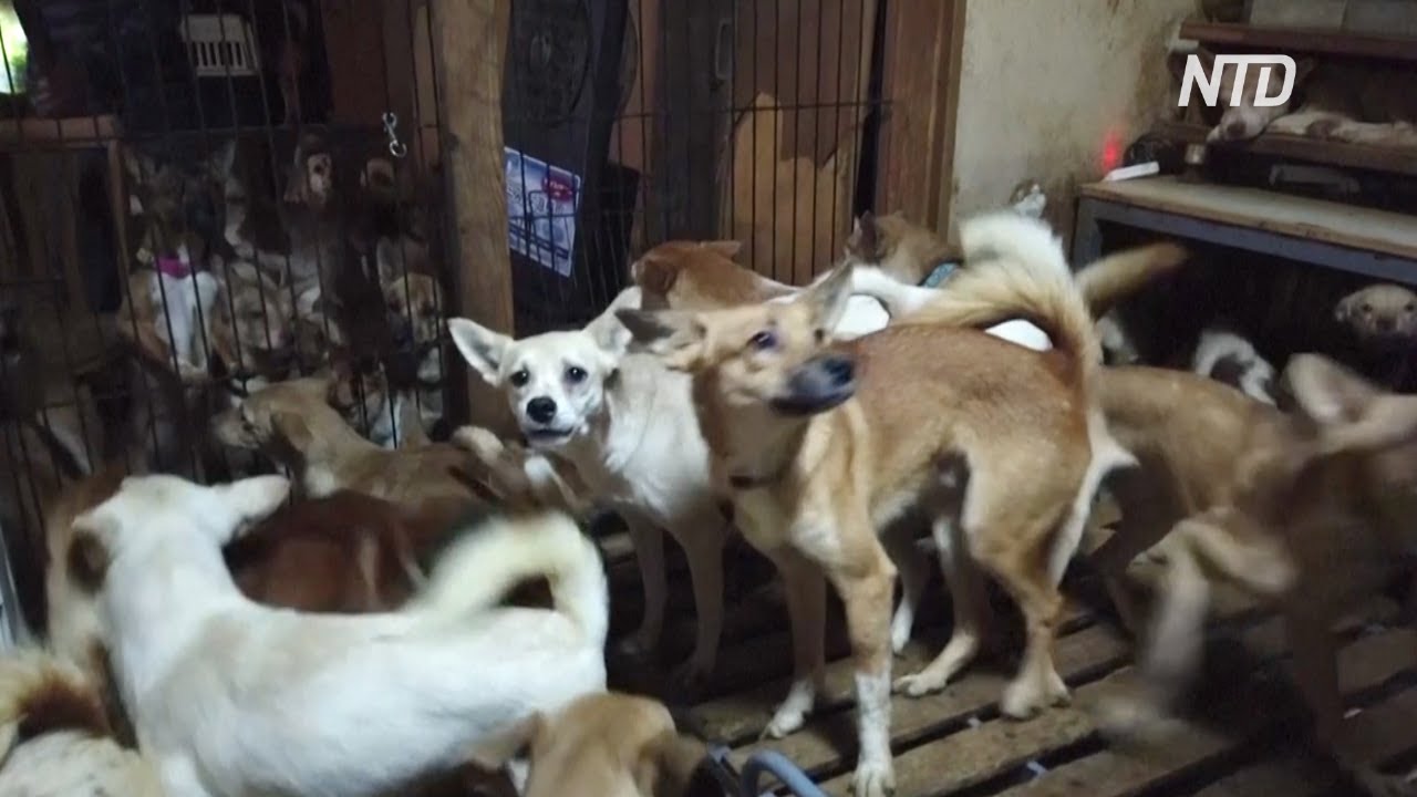 Япония, собаки