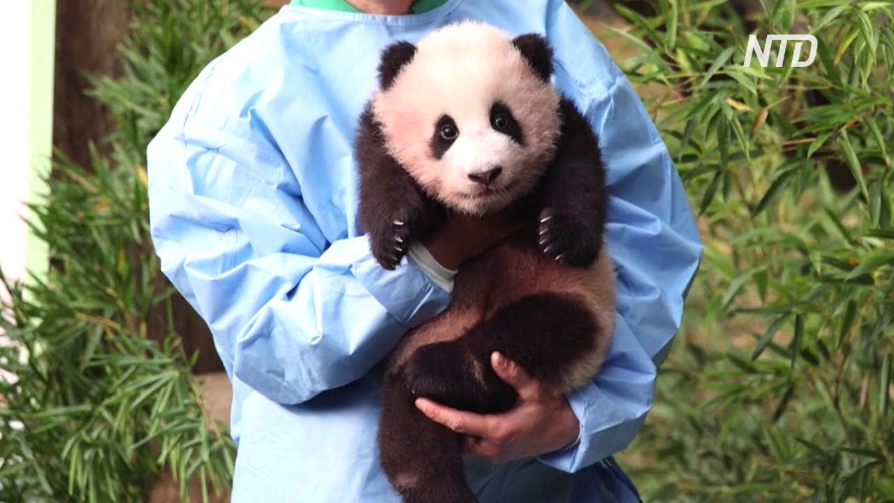 панда, зоопарк