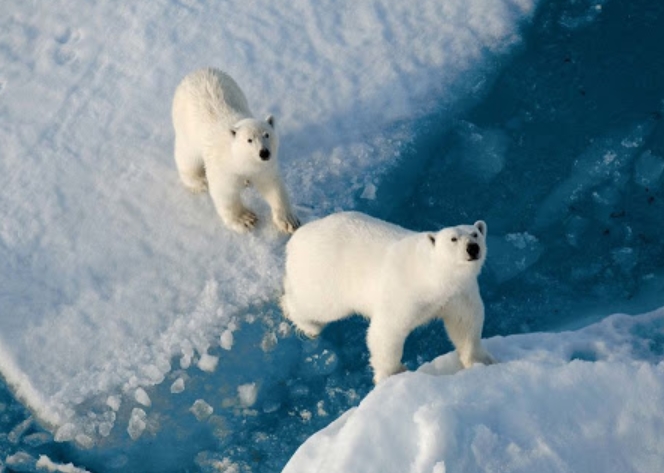 Северный полюс, потепление, климат
