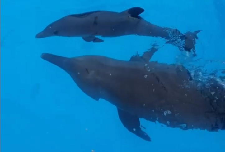 Дельфин, дельфинарий