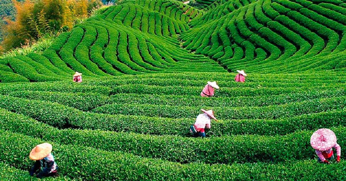 Шри-Ланка, Иран, чай