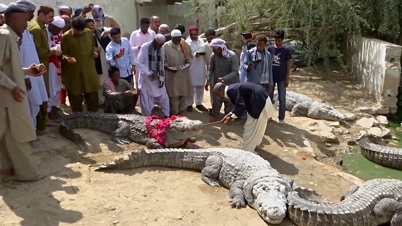 Пакистан, крокодилы