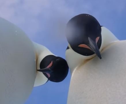 пингвины, зверье