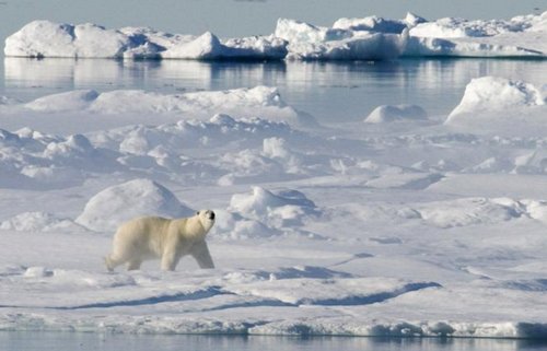 арктика, климат, экология