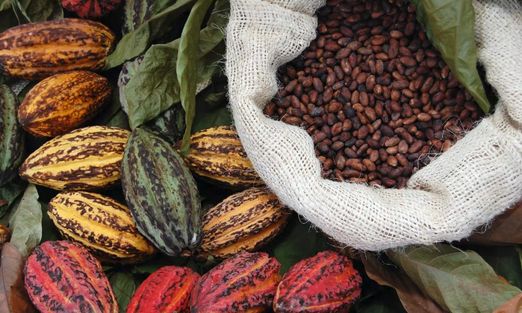 майя, какао, наука