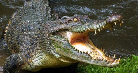 крокодил, Австралия